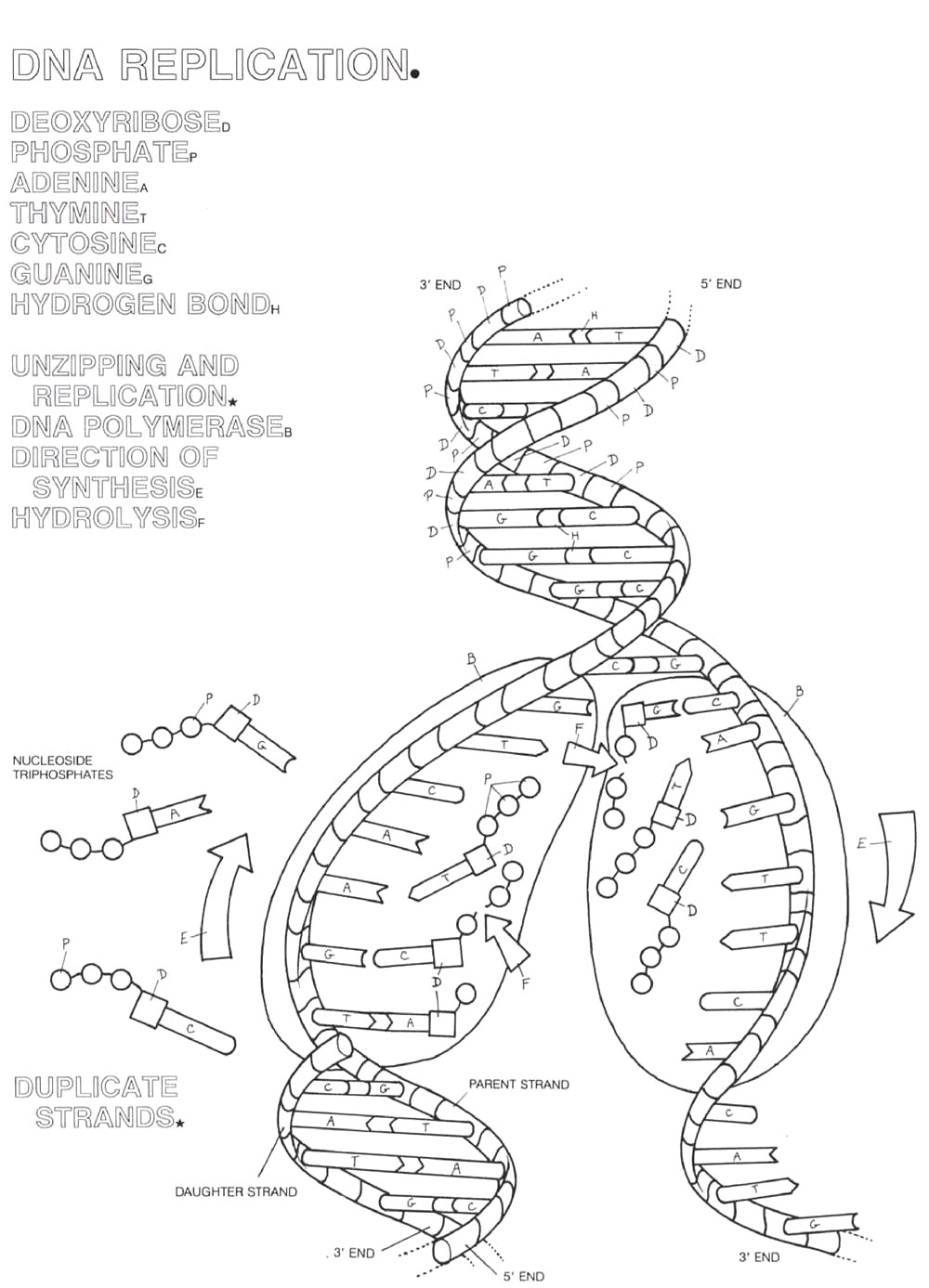 Dna Coloring Worksheet With Dna Replication Coloring Worksheet